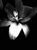 Flower by Lou Sagatov