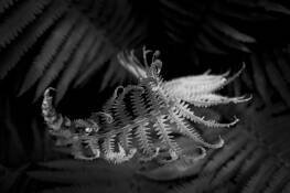 Symmetries by Jenn Wilson
