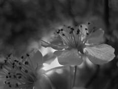 Backlit Flowers by Jennifer Bordfeld