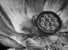 Lotus Flower by Jennifer Bordfeld