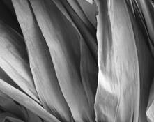 Husks by Joan M. Ladendorf