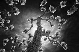 Toward the Light by John Eaton