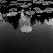 Lily Pads by John Wilkins