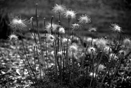 Untitled by John Wilkins