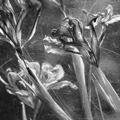 Irises by Julie Meridian