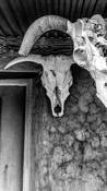 Steer Skulls by Michael Stoklos