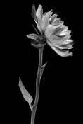 Dahlia No 2 by Naomi Troeger