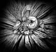 The Unfurling by Patricia Sweeney