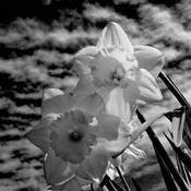 Daffodils by Paul Ferrin