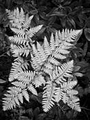 Ferns by Paul Hetzel