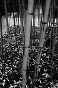 Bamboo Garden by Philip Gornicki