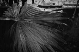 Dead Frond in Good Light by Philip Gornicki