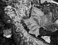 Untitled 1 by R. Kent Porth