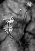 Untitled 3 by R. Kent Porth