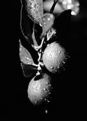 Baby Limes by Rik Palm