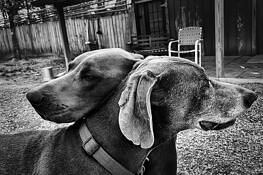 Bff by Steve Johnson