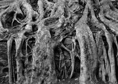 Roots by Rik Palm