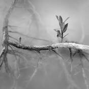 Black Mangrove Study 6 by Robert Haff