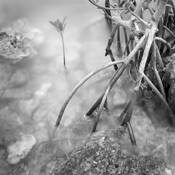 Mangrove Garden by Robert Haff