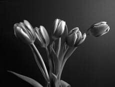 Tulips by Robert Pohl