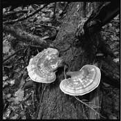 Artists Fungi by Roy Pataro