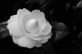 Camellia by Roy Pataro