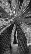 Armstrong Redwoods Park by Victoria Ruderman