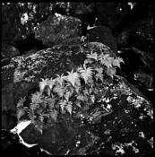 Ferns on Rock by Roy Pataro
