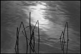 Reed by Roy Pataro