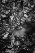 Clouds in Leaves by Sara Mortimer