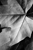 Curling Edges by Sara Mortimer