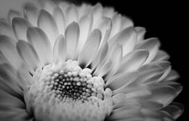 Natural Simplicity by Sara Mortimer