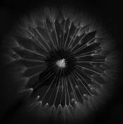 Dandelion by Scott Carlin
