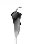 Calla No. 1 by Sean Sullivan