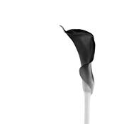 Calla No. 3 by Sean Sullivan