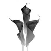 Calla Pyramid by Sean Sullivan