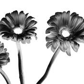 Daisies by Sean Sullivan