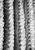Saguaro by Shelley Stockton Wynn