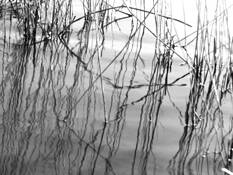 Reed 1 by Sophia Koopman