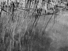 Reed 2 by Sophia Koopman