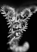 Unfurling by Teresa Baber