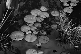 Lily Pads by Thomas Weems