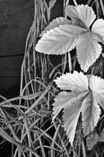 Vine Leaves by Tom Green