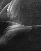 Cereus by Tony French