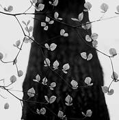 Beech Leaves in Spring by Walter Chandoha