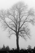 Seance by Michael A. McCullough