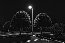 Manicured Trees by Gary C. Zuercher
