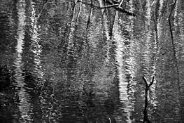 Forest Reflections by Alan Henriksen