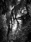 Fern in Waterfall by Annette Willis