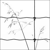 Winter Lines by Barbara Bender